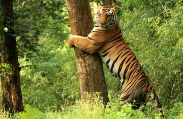 Tiger_Kanha_National_Park
